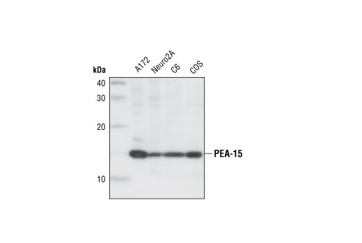 Western blot analysis of extracts from A172, Neuro2A, C6 and COS cells, using PEA-15 Antibody.