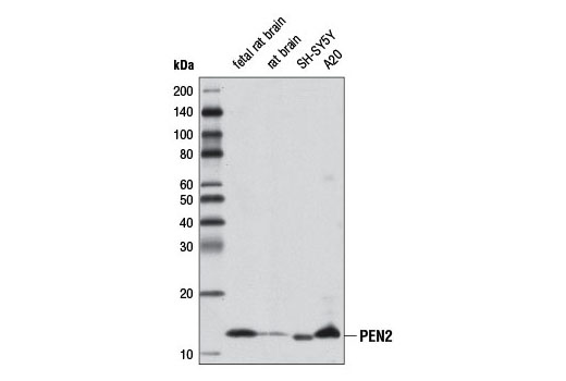 Western blot analysis of extracts from various cell lines using PEN2 (D6G8) Rabbit mAb.