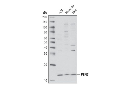 Western blot analysis of extracts from various cell lines using PEN2 Antibody.