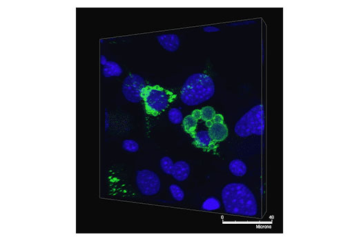 Confocal immunofluorescent analysis of 8-day differentiated 3T3-L1 cells, using Perilipin (D1D8) Rabbit mAb (green). Blue pseudocolor = DRAQ5 ® #4084 (fluorescent DNA dye).