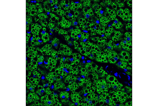 Confocal immunofluorescent analysis of frozen mouse brown adipose tissue using Perilipin (D1D8) XP ® Rabbit mAb (green). Blue pseudocolor = DRAQ5 ® #4084 (fluorescent DNA dye).