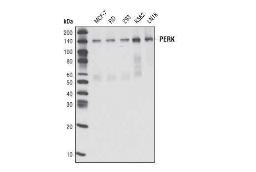 Western blot analysis of extracts from various cell types using PERK (C33E10) Rabbit mAb.