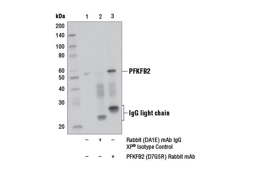 Immunoprecipitation of PFKFB2 from Hep G2 cell extracts using Rabbit (DA1E) mAb IgG XP ® Isotype Control #3900 (lane 2) or PFKFB2 (D7G5R) Rabbit mAb (lane 3). Lane 1 is 10% input. Western blot analysis was performed using PFKFB2 (D7G5R) Rabbit mAb. An anti-rabbit IgG light chain antibody was used as the secondary antibody.