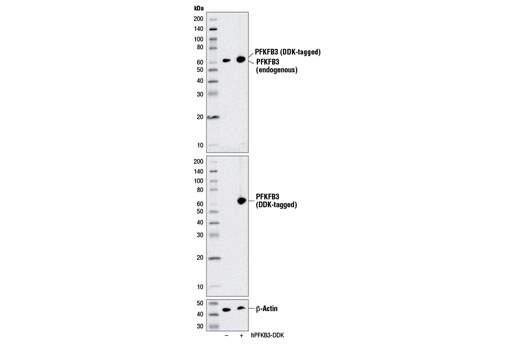 Western blot analysis of extracts from 293 cells, mock transfected (-) or transfected with a construct expressing DDK-tagged full-length human PFKFB3 (hPFKFB3-DDK; +), using PFKFB3 (D7H4Q) Rabbit mAb (upper), DYKDDDDK Tag (9A3) Mouse mAb #8146 (middle), or β-Actin (D6A8) Rabbit mAb #8457 (lower).