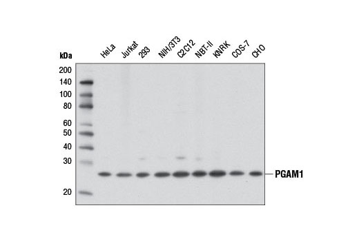 Western blot analysis of extracts from various cell lines using PGAM1 (D3J9T) Rabbit mAb.
