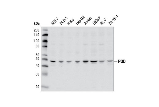 Western blot analysis of extracts from various cell lines using PGD Antibody.