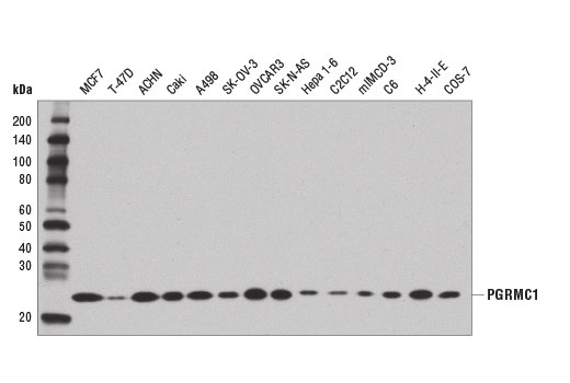 Western blot analysis of extracts from various cell lines using PGRMC1 (D6M5M) XP ® Rabbit mAb.