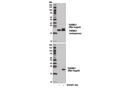 Western blot analysis of extracts from 293T cells, mock transfected (-) or transfected with a construct expressing Myc-tagged full-length human PGRMC1 protein (hPGRMC1-Myc; +), using PGRMC1 (D6M5M) XP ® Rabbit mAb (upper) and Myc-Tag (71D10) Rabbit mAb #2278 (lower).