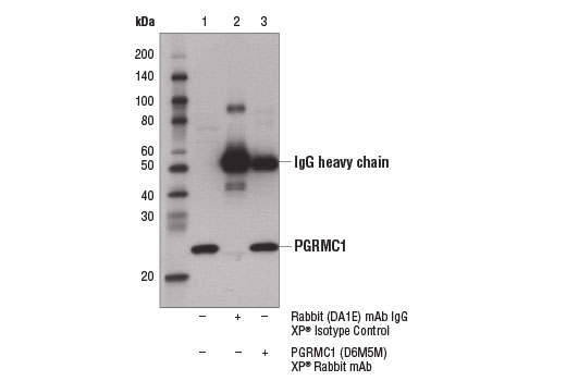 Immunoprecipitation of PGRMC1 from MCF7 cell extracts using Rabbit (DA1E) mAb IgG XP ® Isotype Control #3900 (lane 2) or PGRMC1 (D6M5M) XP ® Rabbit mAb (lane 3). Lane 1 is 10% input. Western blot analysis was performed using PGRMC1 (D6M5M) XP ® Rabbit mAb.