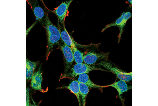 Confocal immunofluorescent analysis of 293T cells using PGRMC1 (D6M5M) XP ® Rabbit mAb (green) and β-Actin (8H10D10) Mouse mAb #3700 (red). Blue pseudocolor= DRAQ5 ® #4084 (fluorescent DNA dye).