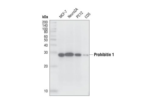Western blot analysis of extracts from MCF-7, Neuro2A, PC12 and COS cells, using PHB1 Antibody.