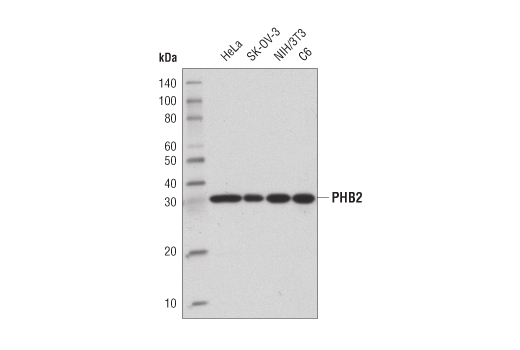 Western blot analysis of extracts from various cell lines using PHB2 (E1Z5A) Rabbit mAb.