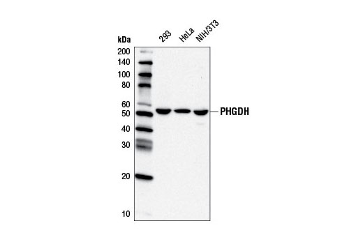 Western blot analysis of extracts from 293, HeLa, and NIH/3T3 cells using PHGDH Antibody.