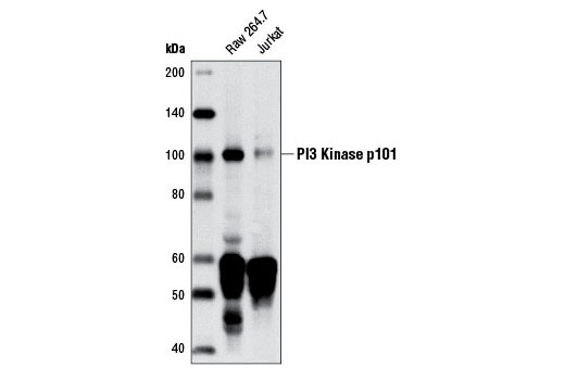Western blot analysis of extracts from Raw 264.7 and Jurkat cells using PI3 Kinase p101 (D32A5) Rabbit mAb.