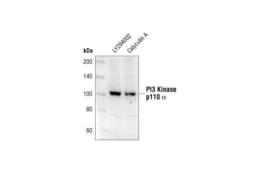 Western Blot analysis of Jurkat cell extracts treated with LY294002 (PI3 Kinase Inhibitor) #9901 or Calyculin A #9902 using PI3 Kinase p110α Antibody.