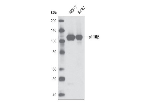 Western blot analysis of extracts from MCF-7 and K-562 cells using PI3 Kinase p110β (C33D4) Rabbit mAb.