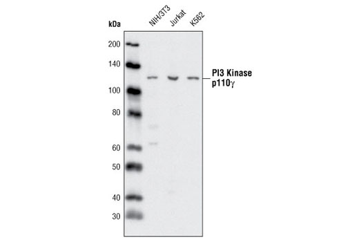 Western blot analysis of extracts from NIH/3T3, Jurkat and K562 cells using PI3 Kinase p110γ (D55D5) Rabbit mAb.