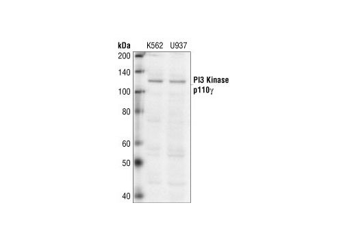 Western blot analysis of extracts from K562 and U937 cells, using PI3 Kinase p110γ Antibody.