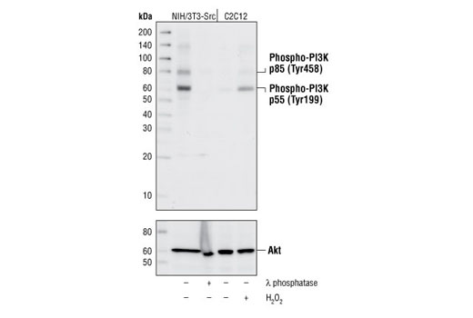 Western blot analysis of extracts from NIH/3T3-Src cells, untreated or treated with lambda phosphatase and from C2C12 cells, untreated or treated with H2O2, using Phospho-PI3 Kinase p85 (Tyr458)/p55 (Tyr199) Antibody.