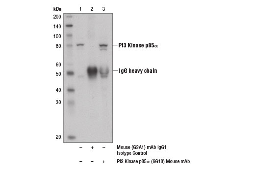 Immunoprecipitation of PI3 kinase p85α from MCF7 cell extracts using Mouse (G3A1) mAb IgG1 Isotype Control #5415 (lane 2) or PI3 Kinase p85α (6G10) Mouse mAb (lane 3). Lane 1 is 10% input. Western blot analysis was performed using PI3 Kinase p85α (6G10) Mouse mAb (lane 3).