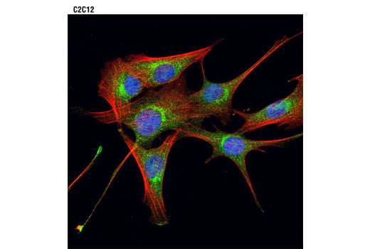 Confocal immunofluorescent analysis of C2C12 cells using PI4 Kinase Antibody (green). Actin filaments were labeled with DY-554 phalloidin (red). Blue pseudocolor = DRAQ5 ® #4084 (fluorescent DNA dye).