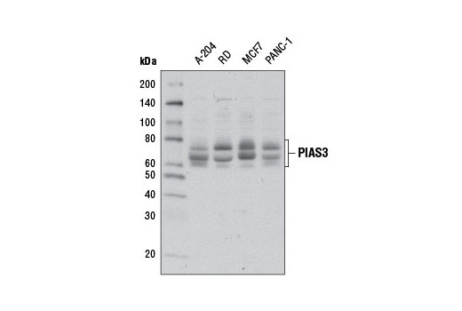 Western blot analysis of extracts from various cell lines using PIAS3 (D5F9) XP ® Rabbit mAb.