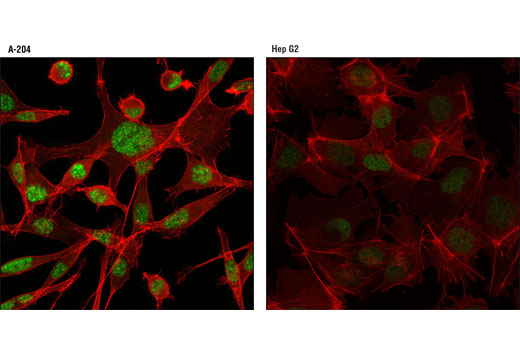 Confocal immunofluorescent analysis of A-204 (positive, left) and Hep G2 (low expression, right) cells using PIAS3 (D5F9) XP ® Rabbit mAb (green). Actin filaments were labeled with DY-554 phalloidin (red).
