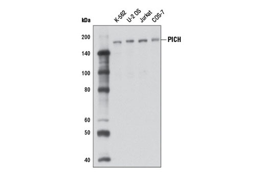 Western blot analysis of extracts from various cell lines using PICH (D4G8) Rabbit mAb.