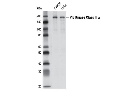 Western blot analysis of extracts from SW620 and HeLa cells using PI3 Kinase Class II α (D3Q5B) Rabbit mAb.