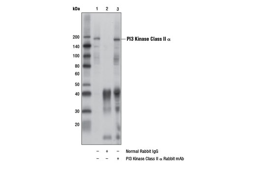 Immunoprecipitation of PI3 Kinase Class II α from HeLa cell extracts, using Normal Rabbit IgG #2729 (lane 2) or PI3 Kinase Class II α Rabbit mAb (lane 3). Lane 1 is 10% input. Western blot analysis was performed using PI3 Kinase Class II α (D3Q5B) Rabbit mAb.