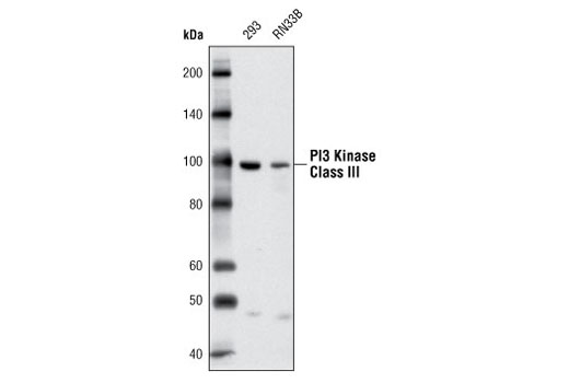Western blot analysis of extracts from 293 and RN33B cells using PI3 Kinase Class III (D4E2) Rabbit mAb.