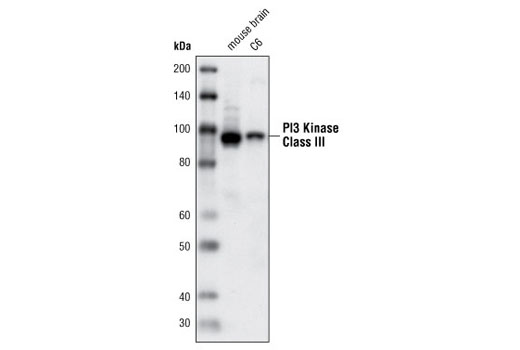 Western blot analysis of extracts from mouse brain and C6 cells using PI3 Kinase Class III (D9A5) Rabbit mAb.