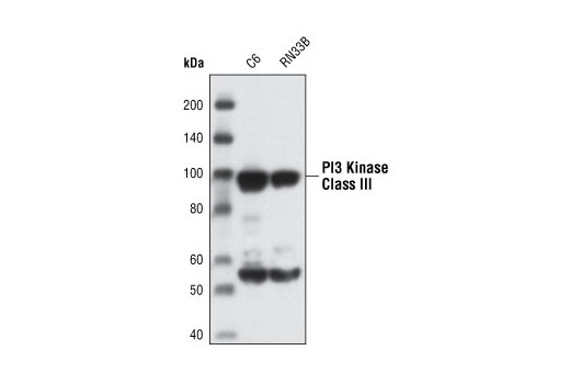 Western blot analysis of extracts from C6 and RN33B cells using PI3 Kinase Class III Antibody.