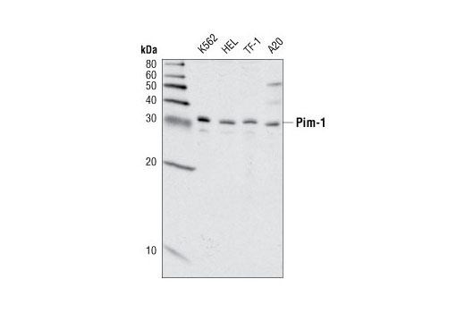 Western blot analysis of extracts from various cell lines using Pim-1 (C93F2) Rabbit mAb.