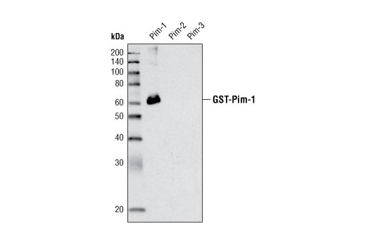 Western blot analysis of recombinant Pim-1, -2, and -3 using Pim-1 (C93F2) Rabbit mAb.