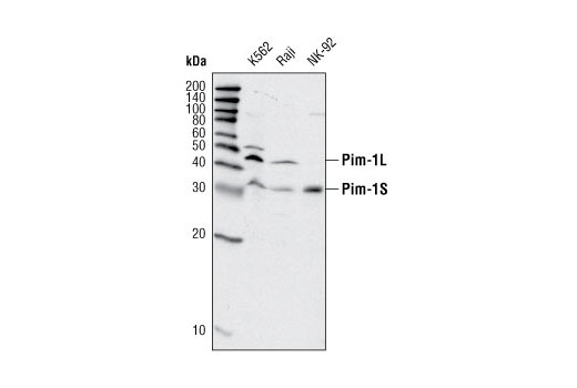 Western blot analysis of extracts from K562, Raji and NK-92 cell lines using Pim-1 Antibody.