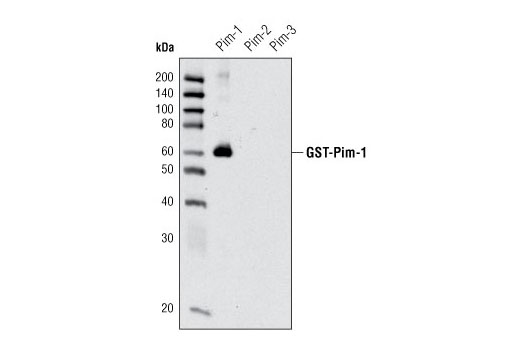 Western blot analysis of recombinant Pim-1, -2 and -3 (5 ng) using Pim-1 Antibody.