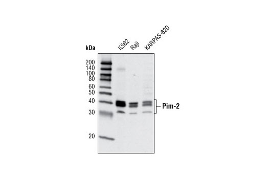 Western blot analysis of extracts from K-562, Raji and KARPAS-620 cell lines using Pim-2 (D1D2) Rabbit mAb.