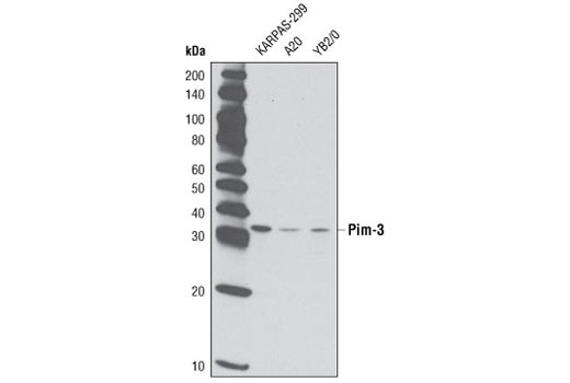 Western blot analysis of extracts from various cell lines using Pim-3 (D17C9) Rabbit mAb.