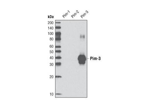 Western blot analysis of recombinant Pim-1, 2, and 3 using Pim-3 (D17C9) Rabbit mAb.