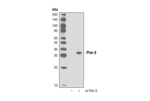 Western blot analysis of extracts from COS-7 cells, untransfected () or transfected with a mouse Pim-3 construct (+), using Pim-3 (D17C9) Rabbit mAb.