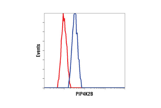 Flow cytometric analysis of HeLa cells using PIP4K2B Antibody (blue) compared to a nonspecific negative control antibody (red).