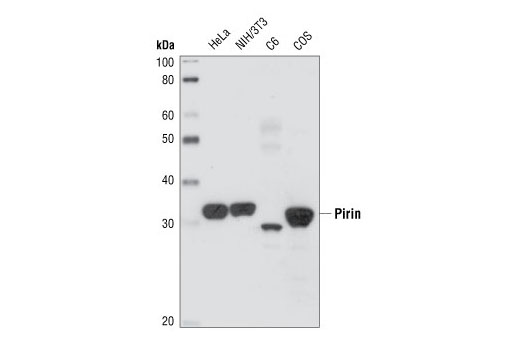 Western blot analysis of cell lysates from HeLa, NIH/3T3, C6 and COS cells, using Pirin (1E8) Rat mAb.