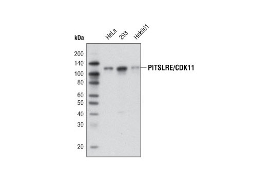Western blot analysis of extracts from various cell lines using PITSLRE/CDK11 (D88B3) Rabbit mAb.