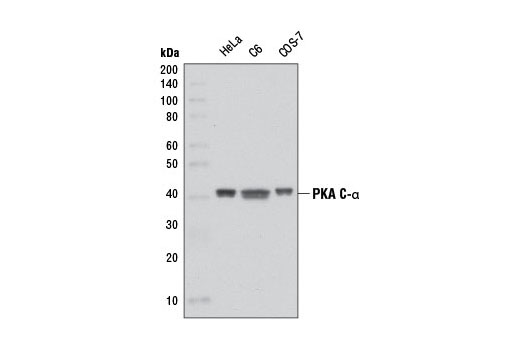 Western blot analysis of extracts from HeLa, C6, and COS-7 cells using PKA C-α (D38C6) Rabbit mAb.