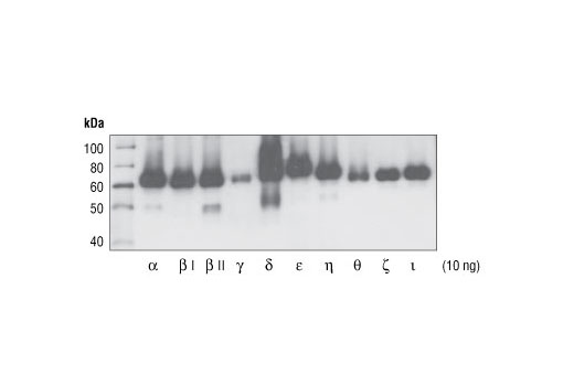Western blot analysis of baculovirus-expressed PKC isoforms, using Phospho-PKC (pan) (zeta Thr410) (190D10) Rabbit mAb.