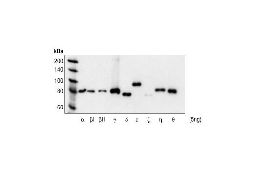 Western blot analysis of Baculovirus-expressed PKC isofroms, using Phospho-PKC (pan) (gamma Thr514) Antibody.