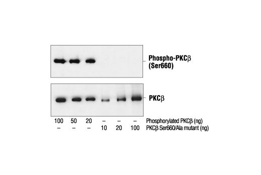 Western blot analysis of Baculovirus expressed PKCβ and PKCβ Ser660/Ala mutant, using Phospho-PKC (pan) (βII Ser660) Antibody (upper) or control PKCβ antibody (lower).