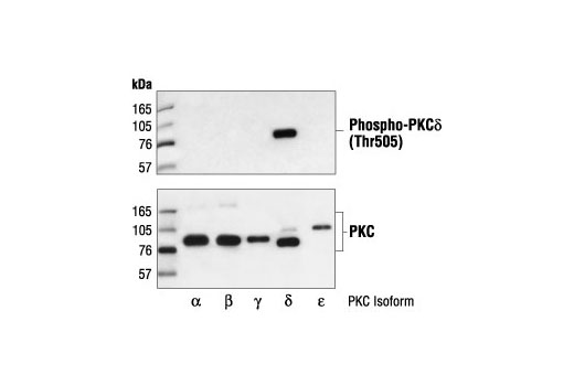 Western blot analysis of extracts from Baculovirus-infected cells expressing PKC isoforms α, β, γ, δ or ε, using Phospho-PKCδ (Thr505) Antibody (upper) or control PKCα, β, γ, δ, ε antibodies (lower).