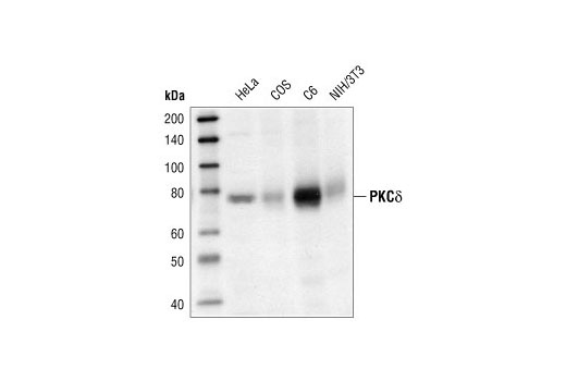 Western blot analysis of extracts of HeLa, COS, C6 and NIH/3T3 cells, using PKCδ Antibody.
